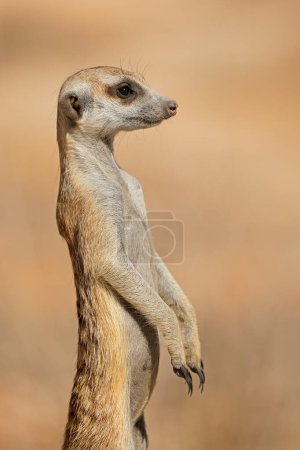 Téléchargez les photos : Portrait d'un suricate alerte (Suricata suricatta) debout sur la garde, désert du Kalahari, Afrique du Sud - en image libre de droit