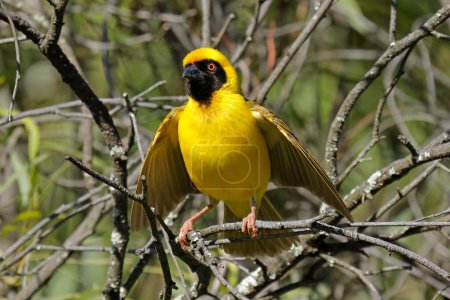 A male southern masked weaver (Ploceus velatus) perched on a branch, South Africa