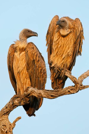 White-backed vultures (Gyps africanus) perched on a branch, Kruger National Park, South Africa