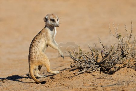 Téléchargez les photos : Alerte suricate (Suricata suricatta) dans l'habitat naturel, désert du Kalahari, Afrique du Sud - en image libre de droit