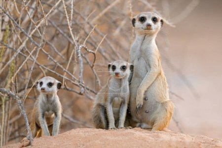 Téléchargez les photos : Famille meerkat (Suricata suricatta) dans un habitat naturel, désert du Kalahari, Afrique du Sud - en image libre de droit