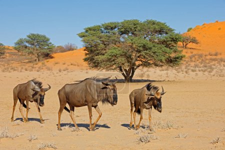 Téléchargez les photos : Gnous (Connochaetes taurinus) marchant dans un lit de rivière sec, désert du Kalahari, Afrique du Sud - en image libre de droit
