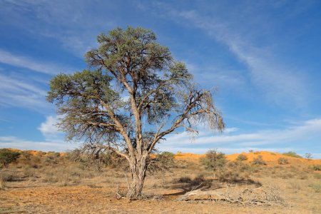 Un árbol de espina de camello africano (Vachellia erioloba), desierto de Kalahari, Sudáfrica