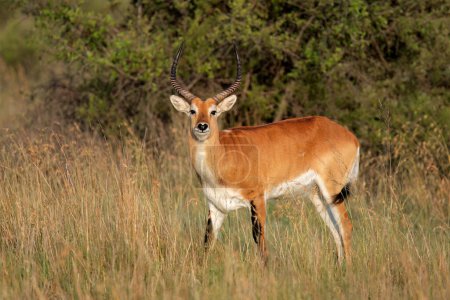 Antilope lechwe rouge (Kobus leche) mâle dans un habitat naturel, Afrique australe
