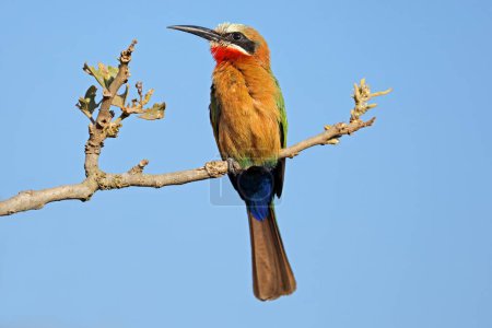 A white-fronted bee-eater (Merops bullockoides) perched on a branch, Kruger National Park, South Africa