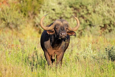 Un búfalo africano (Syncerus caffer) en hábitat natural, Parque Nacional Mokala, Sudáfrica
