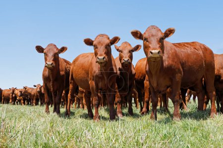 Foto de Vacas de campo libre en pastos verdes en una granja rural, Sudáfrica - Imagen libre de derechos