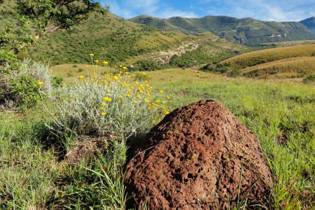 Téléchargez les photos : Paysage de montagne pittoresque avec un termite, État libre de l'Est, Afrique du Sud - en image libre de droit