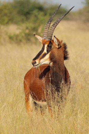 A sable antelope (Hippotragus niger) in natural habitat, South Africa