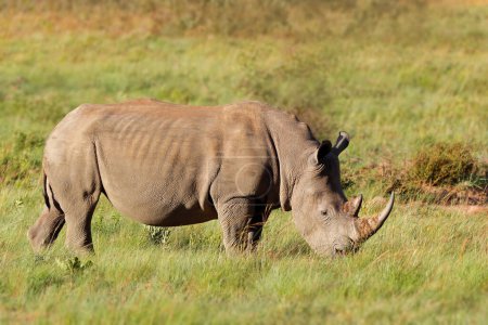 Téléchargez les photos : Rhinocéros blanc (Ceratotherium simum) en voie de disparition dans l'habitat naturel, Afrique du Sud - en image libre de droit