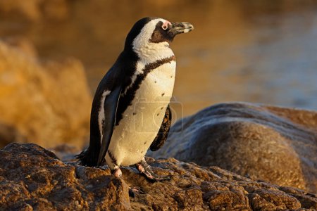 Foto de Un pingüino africano (Spheniscus demersus) sentado en una roca costera, Sudáfrica - Imagen libre de derechos