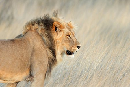 Téléchargez les photos : Portrait d'un grand lion d'Afrique (Panthera leo), désert du Kalahari, Afrique du Sud - en image libre de droit