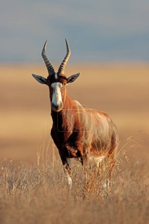 Téléchargez les photos : Une antilope blesbok (Damaliscus pygargus) debout dans les prairies, parc national Mountain Zebra, Afrique du Sud - en image libre de droit