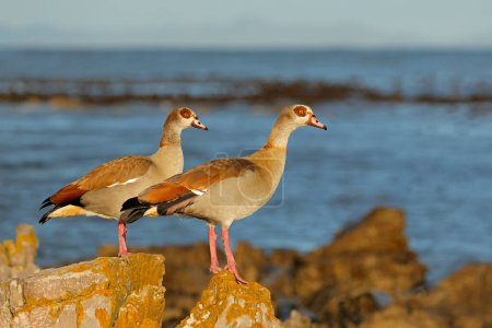 Egyptian geese (Alopochen aegyptiacus) perched on a coastal rock, South Africa
