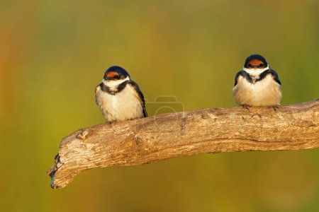Two white-throated swallows (Hirundo albigularis) perched on a branch, South Africa
