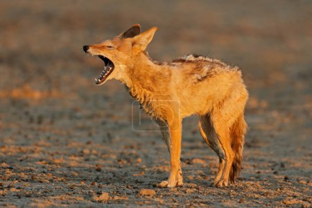 Photo for Black-backed jackal (Canis mesomelas) yawning in early morning light, Kalahari desert, South Africa - Royalty Free Image