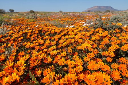 Floración colorida Namaqualand daisies (Dimorphotheca sinuata), Northern Cape, Sudáfrica