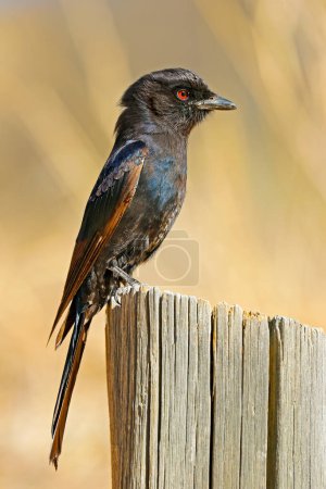 A fork-tailed drongo (Dicrurus adsimilis) perched on a stump, South Africa