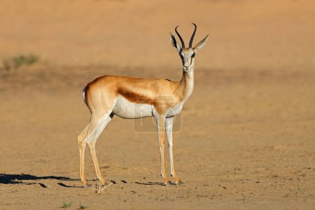 Téléchargez les photos : A springbok antielope (Antidorcas marsupialis) in arid environment, Kalahari desert, South Africa - en image libre de droit