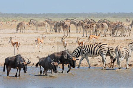 Foto de Manadas de ñus, springbok y cebras de llanuras en un pozo de agua, Parque Nacional Etosha, Namibia - Imagen libre de derechos