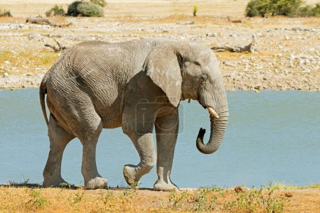 Foto de Elefante toro africano grande (Loxodonta africana) en un pozo de agua, Parque Nacional Etosha, Namibia - Imagen libre de derechos