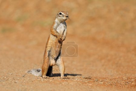 Foto de Una ardilla terrestre alerta (Xerus inaurus) de pie sobre las patas traseras, Sudáfrica - Imagen libre de derechos
