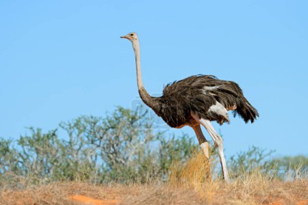 Photo for An ostrich (Struthio camelus) on a dune against a blue sky, Kalahari desert, South Africa - Royalty Free Image