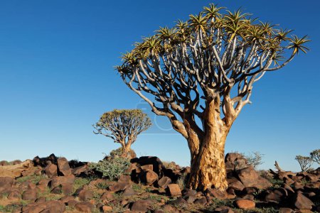 malerische Landschaft mit Köcherbäumen (Aloe dichotoma) vor klarem blauen Himmel, namibia