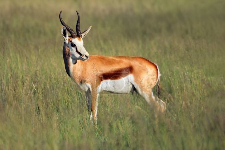 Eine Springbockantilope (Antidorcas marsupialis) in natürlichem Lebensraum, Mokala Nationalpark, Südafrika