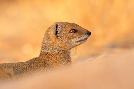 Portrait of a yellow mongoose (Cynictus penicillata), Kalahari desert, South Africa