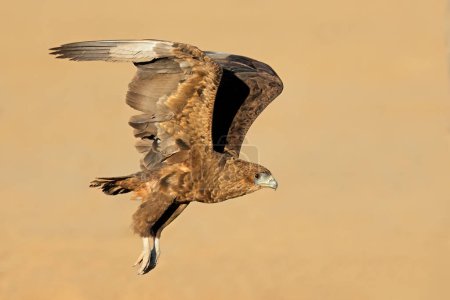 Immature bateleur eagle (Terathopius ecaudatus) in flight, Kalahari desert, South Africa