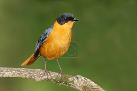 Photo for A colorful chorister robin-chat (Cossypha dichroa) perched on a branch, South Africa - Royalty Free Image