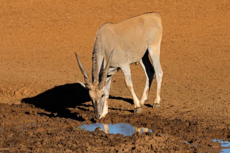 Eine männliche Elfenantilope (Tragelaphus oryx) trinkt an einem schlammigen Wasserloch, Mokala National Park, Südafrika