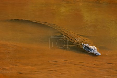 Foto de Un gran cocodrilo del Nilo (Crocodylus niloticus) en aguas poco profundas, Parque Nacional Kruger, Sudáfrica - Imagen libre de derechos