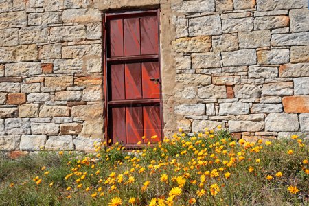 Rusted door of an old rural barn with colorful Namaqualand daisies, Northern Cape, South Africa