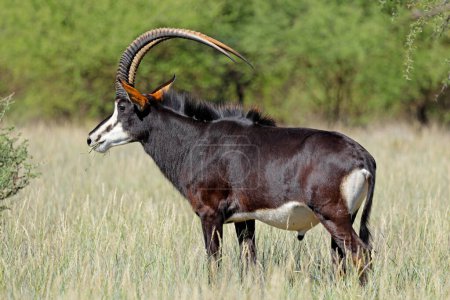 A magnificent sable antelope (Hippotragus niger) bull in natural habitat, Mokala National Park, South Africa