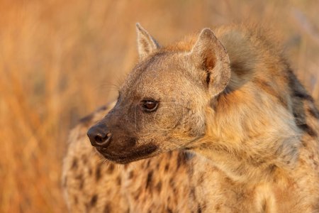 Téléchargez les photos : Portrait d'une hyène tachetée (Crocuta crocuta), parc national Kruger, Afrique du Sud - en image libre de droit