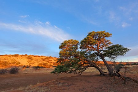 Paysage pittoresque avec un épine et des dunes de sable rouge au coucher du soleil, désert du Kalahari, Afrique du Sud