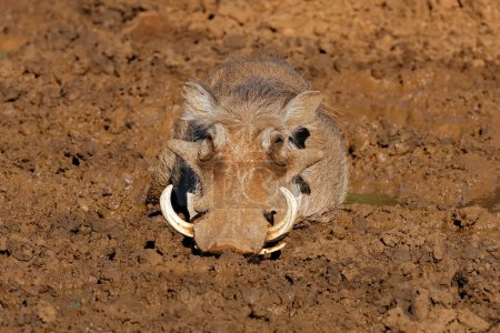Téléchargez les photos : Un phacochère (Phacochoerus africanus) dans un trou d'eau boueux, parc national de Mokala, Afrique du Sud - en image libre de droit
