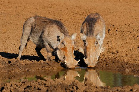 Zwei Warzenschweine (Phacochoerus africanus) trinken an einem schlammigen Wasserloch, Mokala Nationalpark, Südafrika