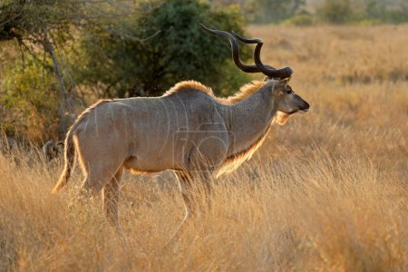 Antilope kudu mâle rétro-éclairée (Tragelaphus strepsiceros), parc national Kruger, Afrique du Sud