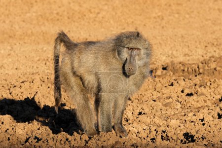 Un babuino macho chacma (Papio ursinus) en hábitat natural, Parque Nacional Mokala, Sudáfrica