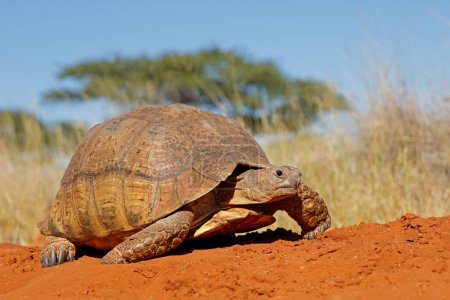 A leopard tortoise (Stigmochelys pardalis) in natural habitat, South Africa