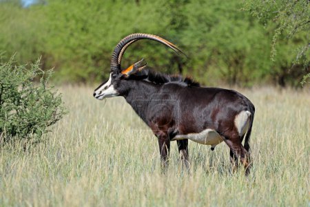Un magnifique taureau d'antilope (Hippotragus niger) dans un habitat naturel, parc national de Mokala, Afrique du Sud