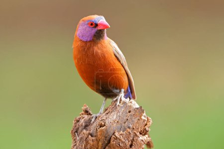 A colorful male violet-eared waxbill (Uraeginthus granatinus) perched on a branch, South Africa