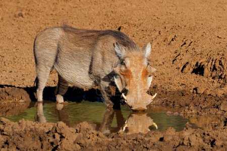 Ein Warzenschwein (Phacochoerus africanus) trinkt an einem schlammigen Wasserloch, Mokala Nationalpark, Südafrika