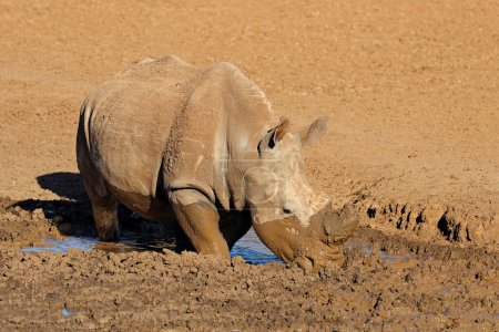 Foto de Un rinoceronte blanco (Ceratotherium simum) bebiendo en un pozo fangoso, Parque Nacional Mokala, Sudáfrica - Imagen libre de derechos