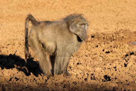 A male chacma baboon (Papio ursinus) in natural habitat, Mokala National Park, South Africa