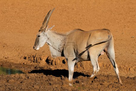 A male eland antelope (Tragelaphus oryx) drinking at a muddy waterhole, Mokala National Park, South Africa