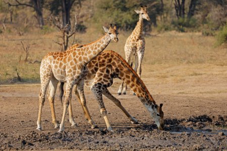 Foto de Jirafas (Giraffa camelopardalis) bebiendo en un pozo de agua, Parque Nacional Kruger, Sudáfrica - Imagen libre de derechos